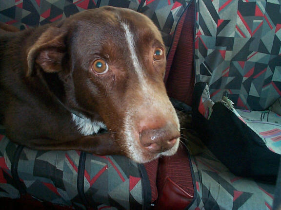 Kuno,wie er leibte und lebte